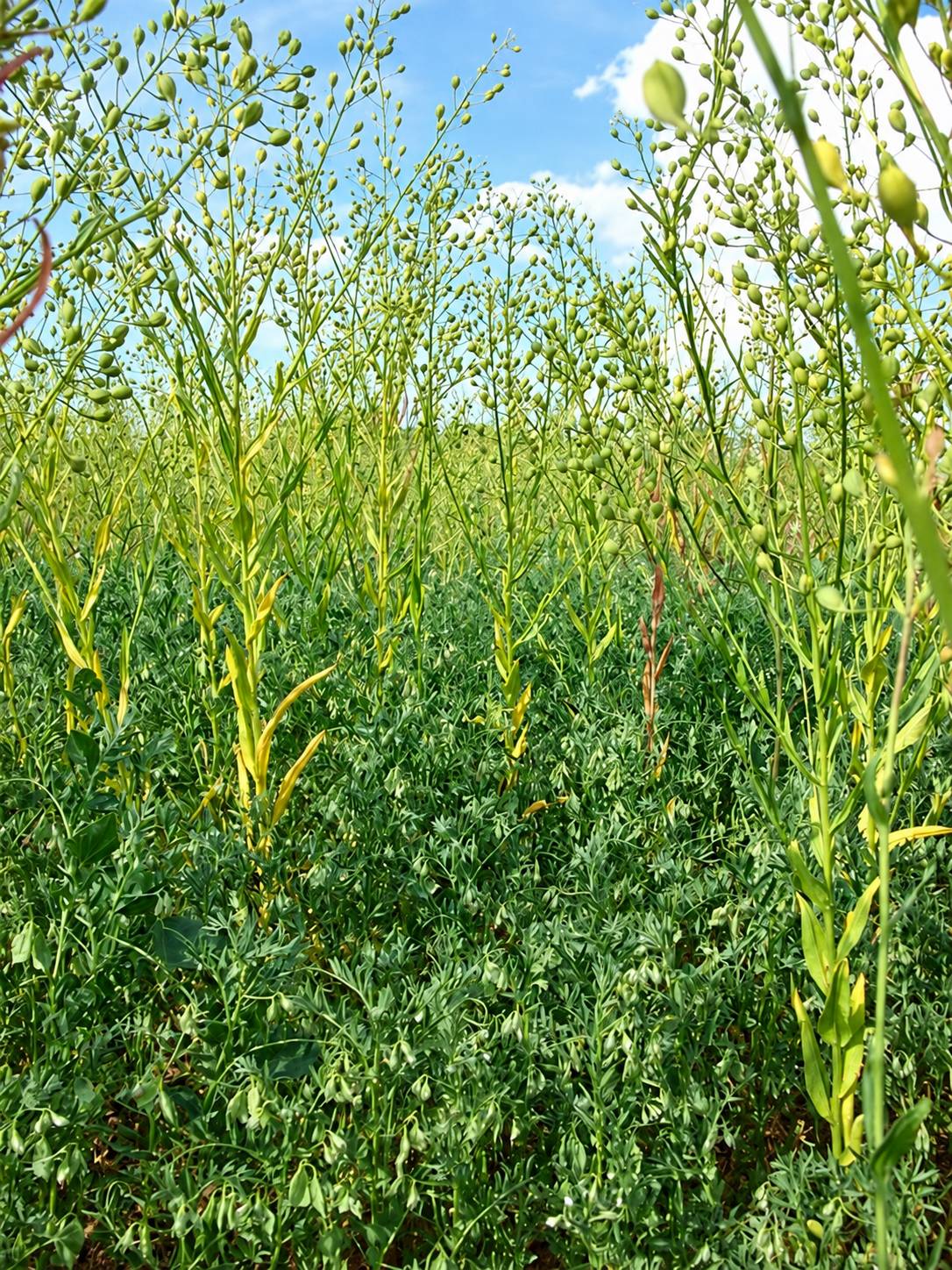 Vue rapprochée d'un champ de culture verte dont les jeunes plants sont dominés par de hautes tiges portant de petites gousses rondes, sous un ciel bleu.
