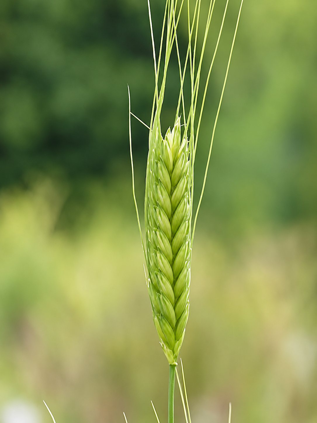 Gros plan sur un épi de céréale encore vert, avec de longues barbes fines, devant un arrière-plan naturel flou.