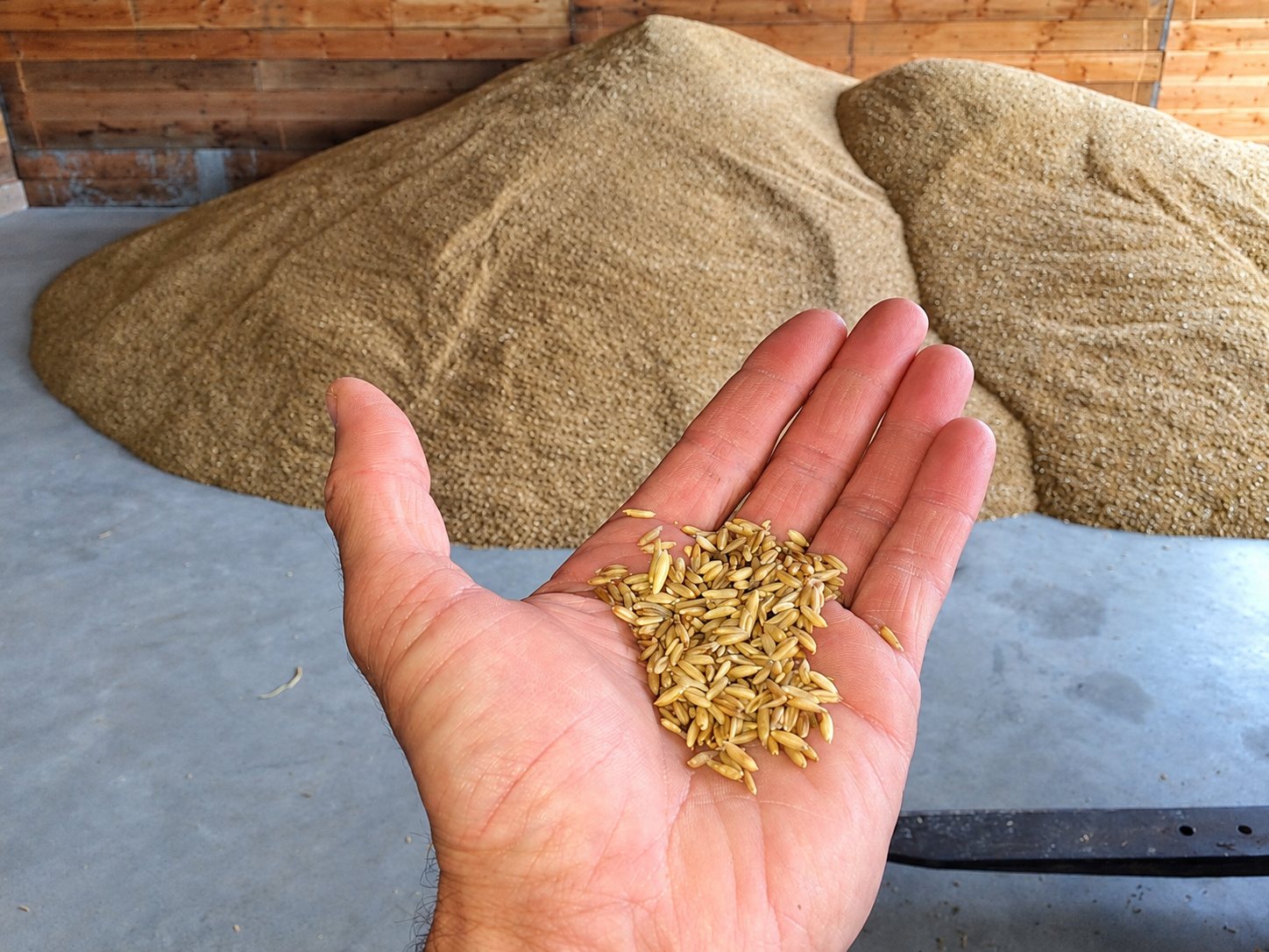 Une main ouverte présente une poignée de grains dorés, avec de grands tas de céréales stockés dans un bâtiment en arrière-plan.