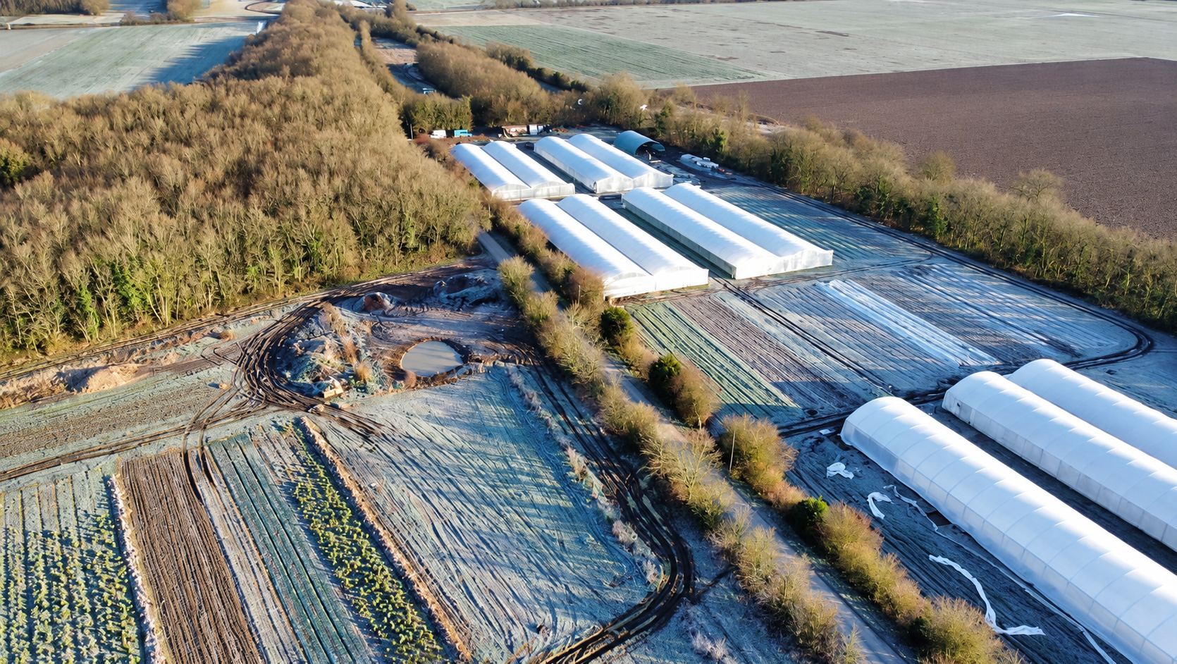 Vue aérienne d'une exploitation maraîchère avec plusieurs serres blanches, des parcelles cultivées couvertes de givre et des haies bordant les champs.